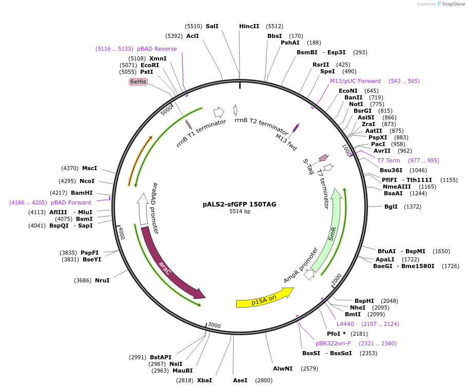 197574-plasmid-map-sequence-id-388126
