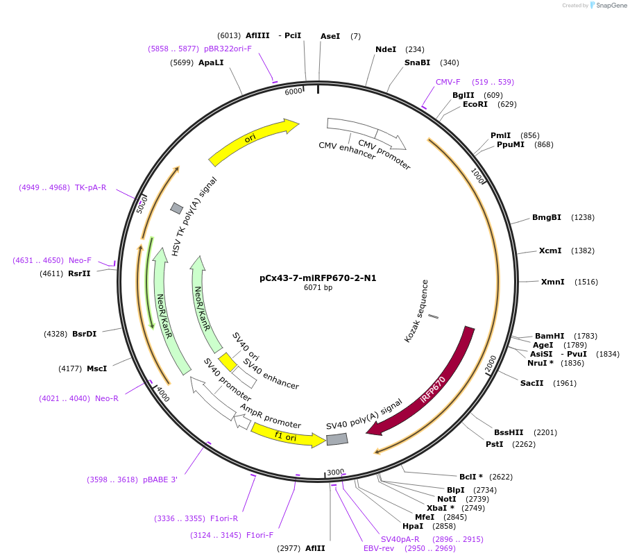 197223-plasmid-map-sequence-id-388156