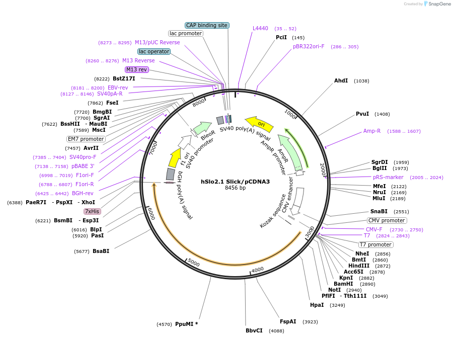 197317-plasmid-map-sequence-id-388158