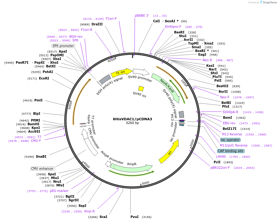 197320-plasmid-map-sequence-id-388161