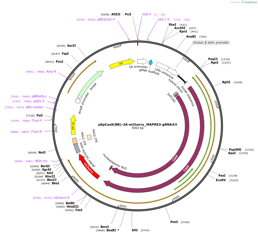 197423-plasmid-map-sequence-id-388173