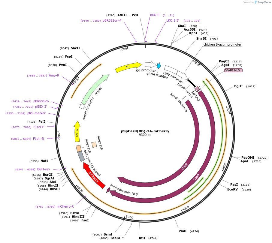197420-plasmid-map-sequence-id-388179