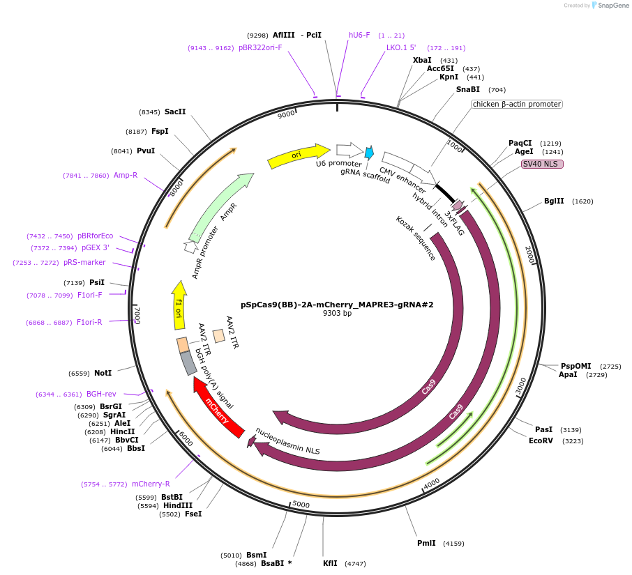 197422-plasmid-map-sequence-id-388180