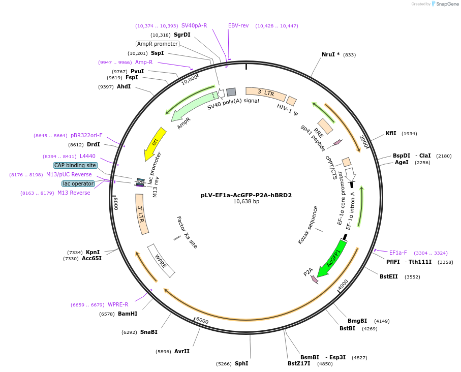 197880-plasmid-map-sequence-id-388185