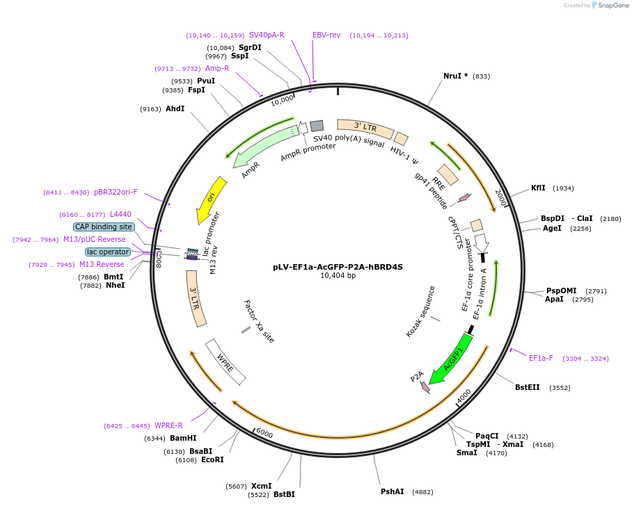 197882-plasmid-map-sequence-id-388188