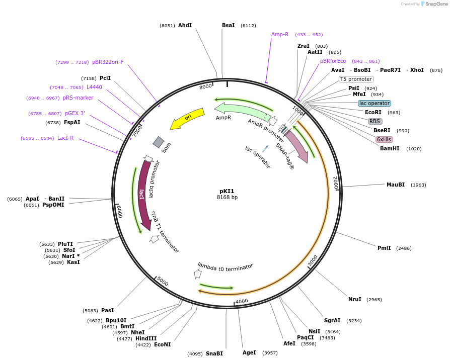 199118-plasmid-map-sequence-id-388190