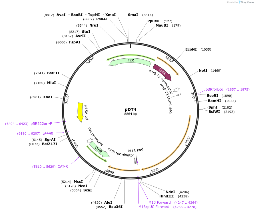 199120-plasmid-map-sequence-id-388191
