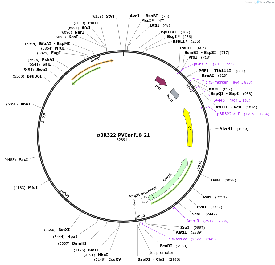 198273-plasmid-map-sequence-id-388197