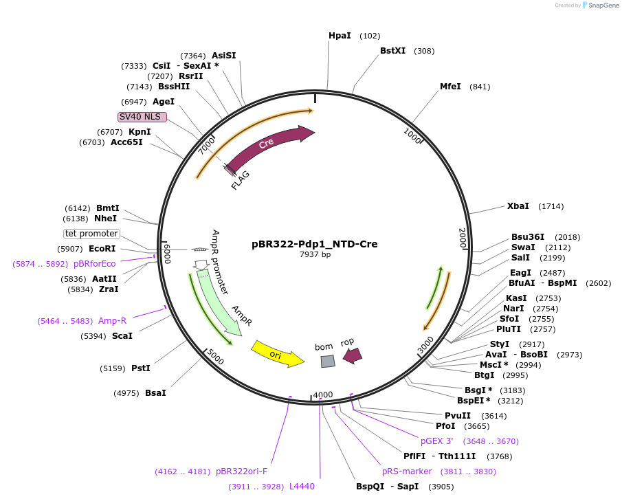 198274-plasmid-map-sequence-id-388198