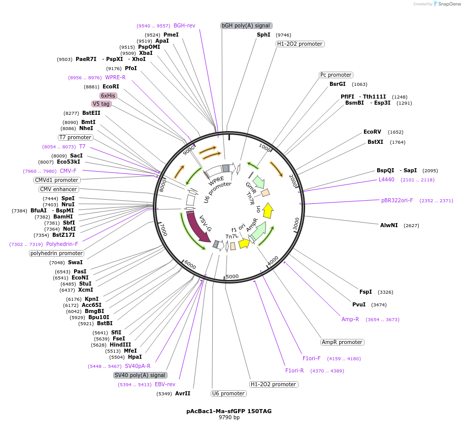 197568-plasmid-map-sequence-id-388231