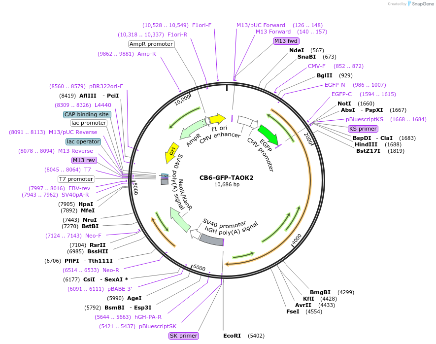 197110-plasmid-map-sequence-id-388238