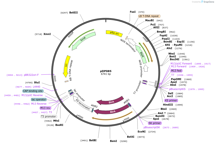 198425-plasmid-map-sequence-id-388239