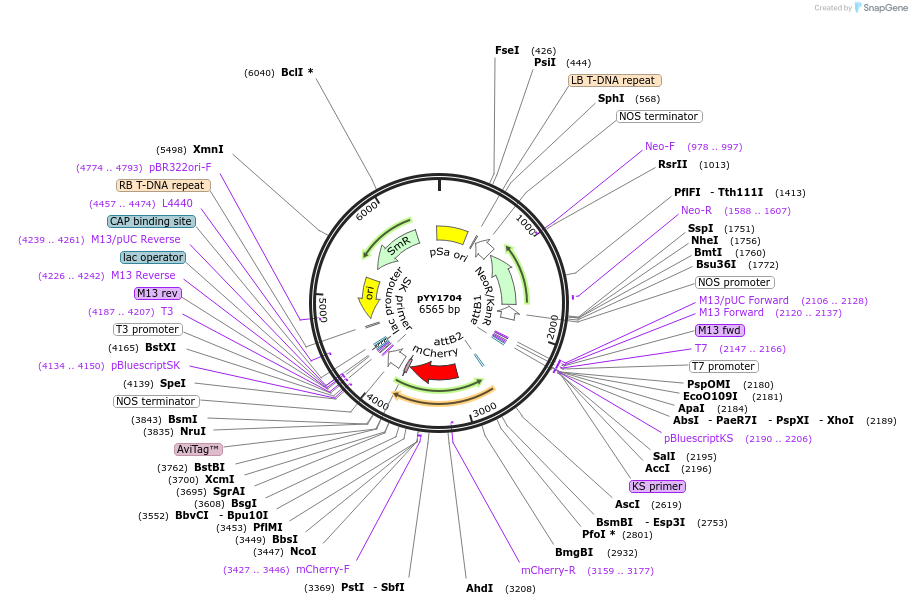 198421-plasmid-map-sequence-id-388243