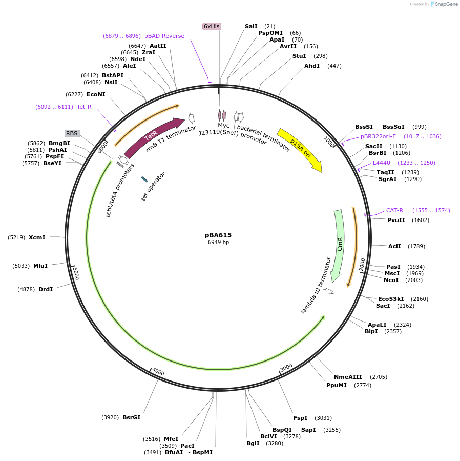 186239-plasmid-map-sequence-id-388293