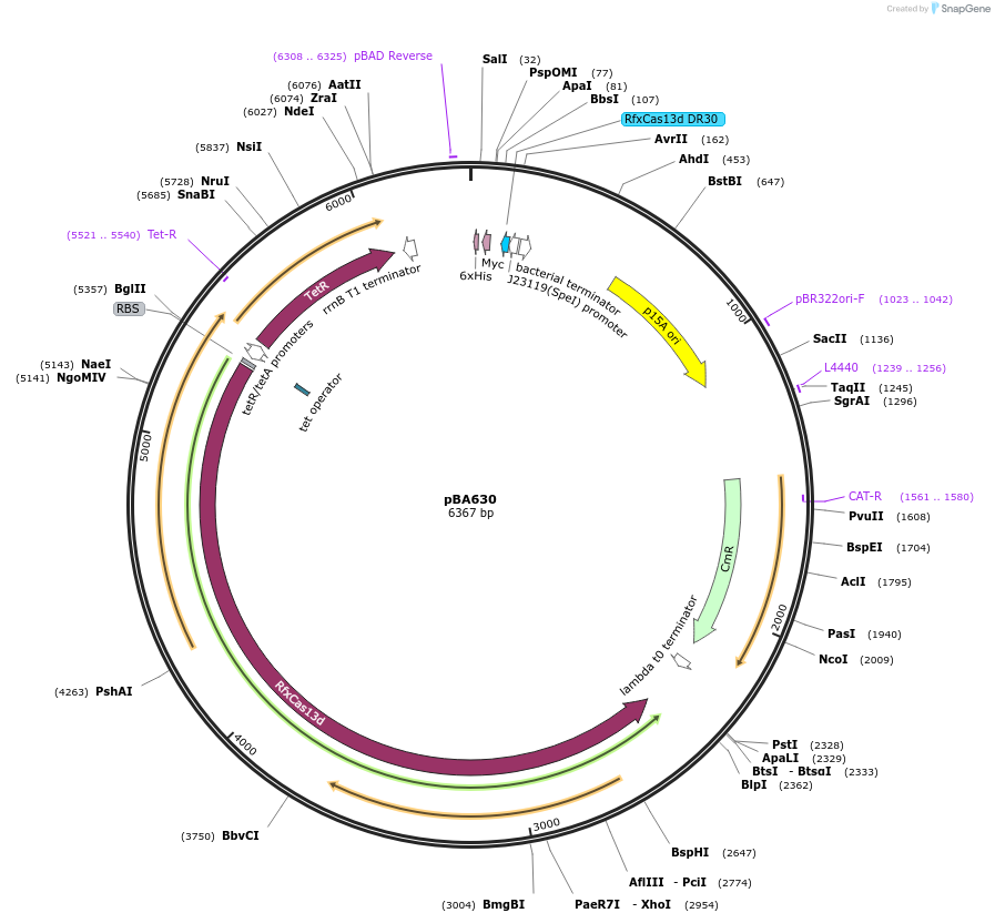 186241-plasmid-map-sequence-id-388294