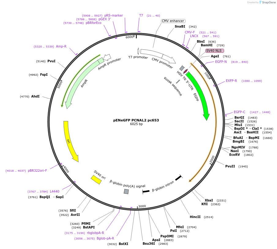 167564-plasmid-map-sequence-id-388295
