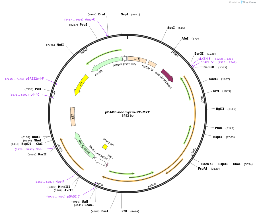 184550-plasmid-map-sequence-id-388328
