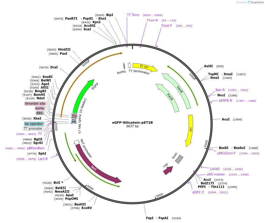 198012-plasmid-map-sequence-id-388331