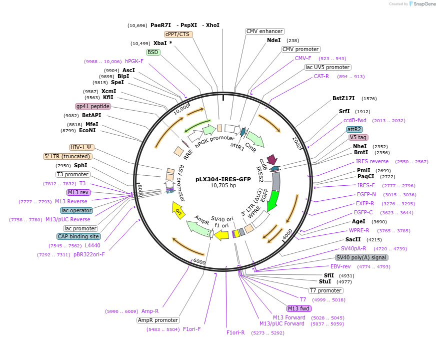 176288-plasmid-map-sequence-id-388340