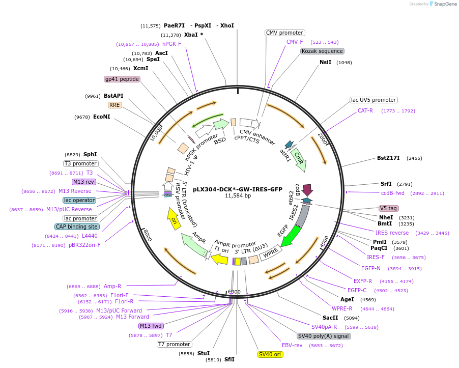 176289-plasmid-map-sequence-id-388343
