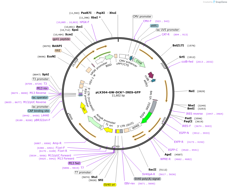 176291-plasmid-map-sequence-id-388344
