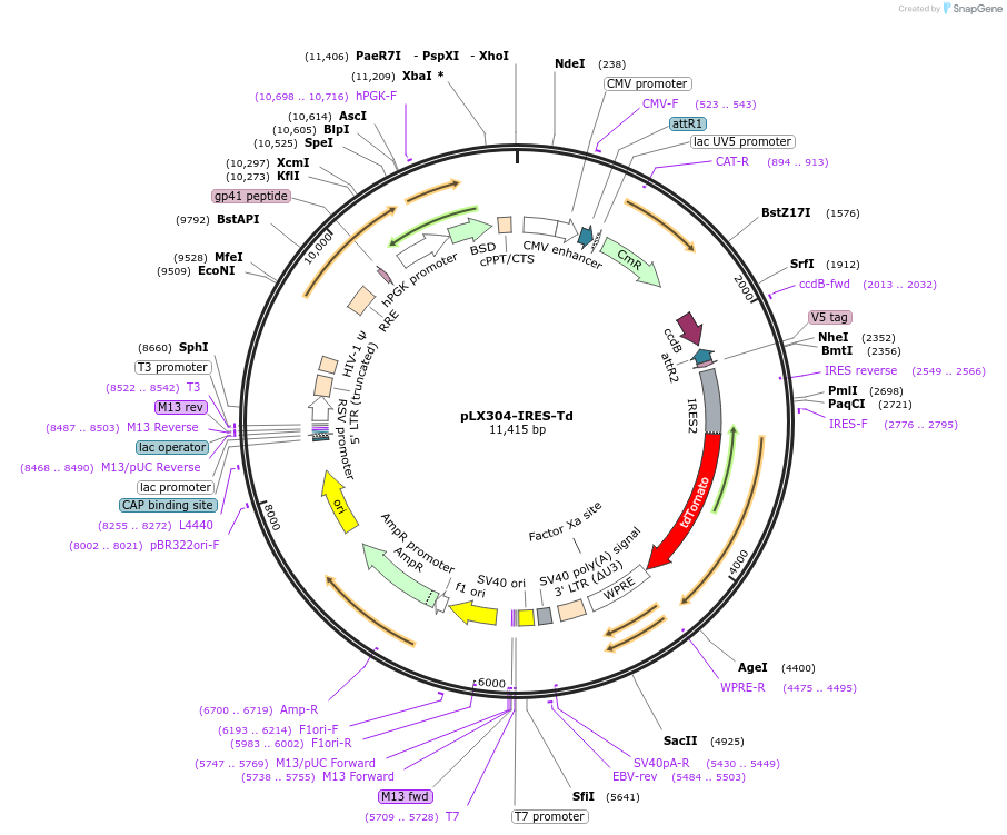 176296-plasmid-map-sequence-id-388346