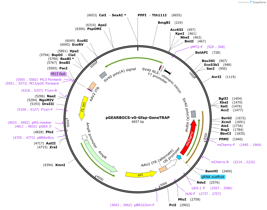 196492-plasmid-map-sequence-id-388350