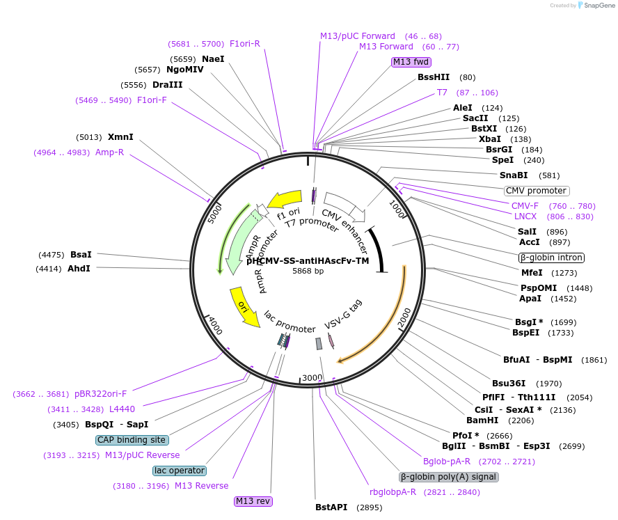 198302-plasmid-map-sequence-id-388352