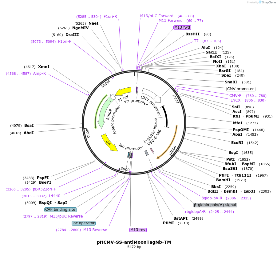 198305-plasmid-map-sequence-id-388354