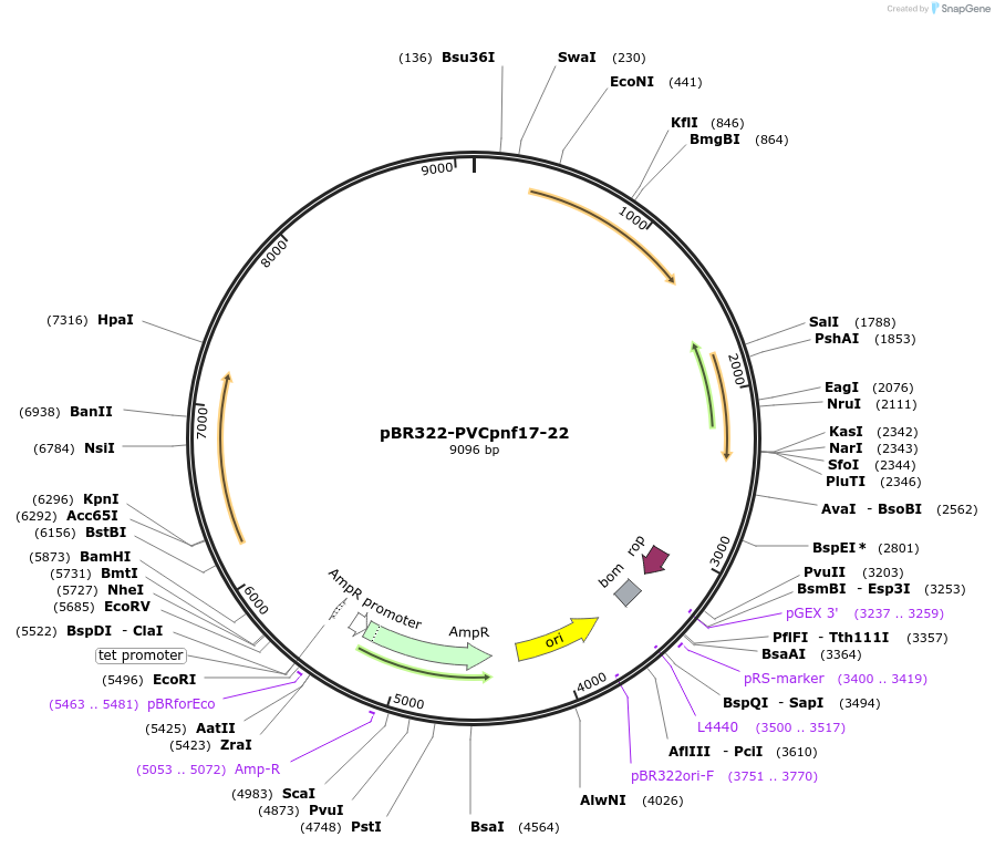 198272-plasmid-map-sequence-id-388362