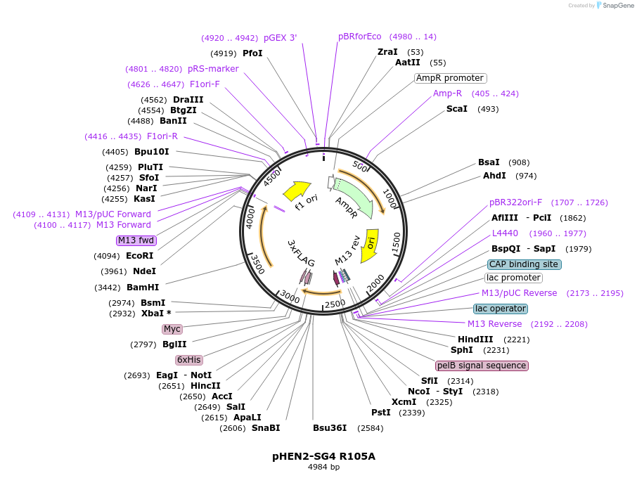 196072-plasmid-map-sequence-id-388449