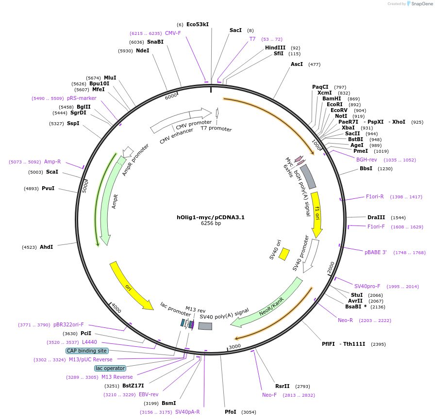 197337-plasmid-map-sequence-id-388452