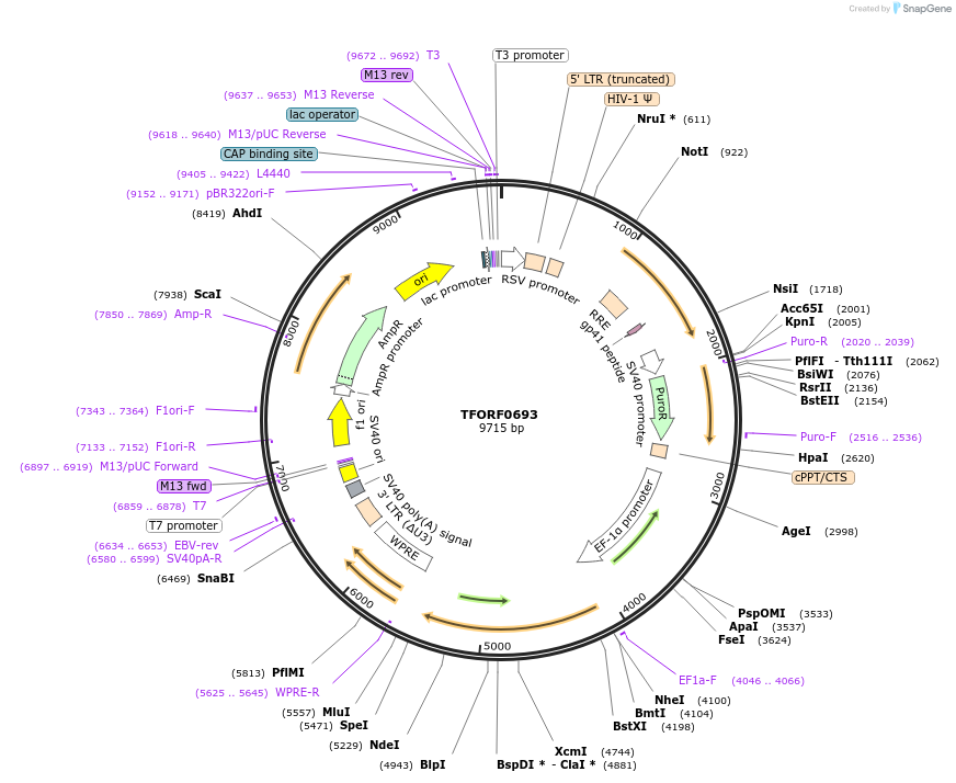 141663-plasmid-map-sequence-id-388479