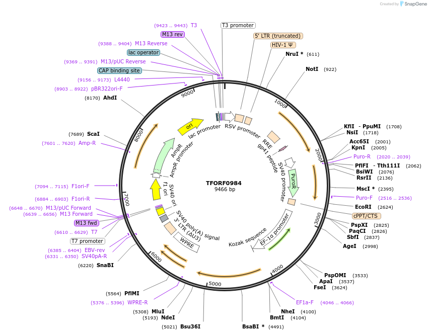141779-plasmid-map-sequence-id-388526
