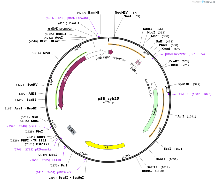 197992-plasmid-map-sequence-id-388563