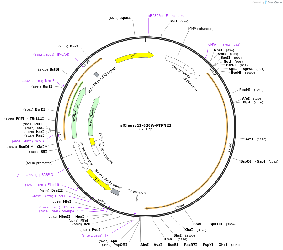 195386-plasmid-map-sequence-id-388564