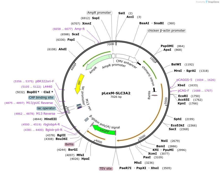 197994-plasmid-map-sequence-id-388568
