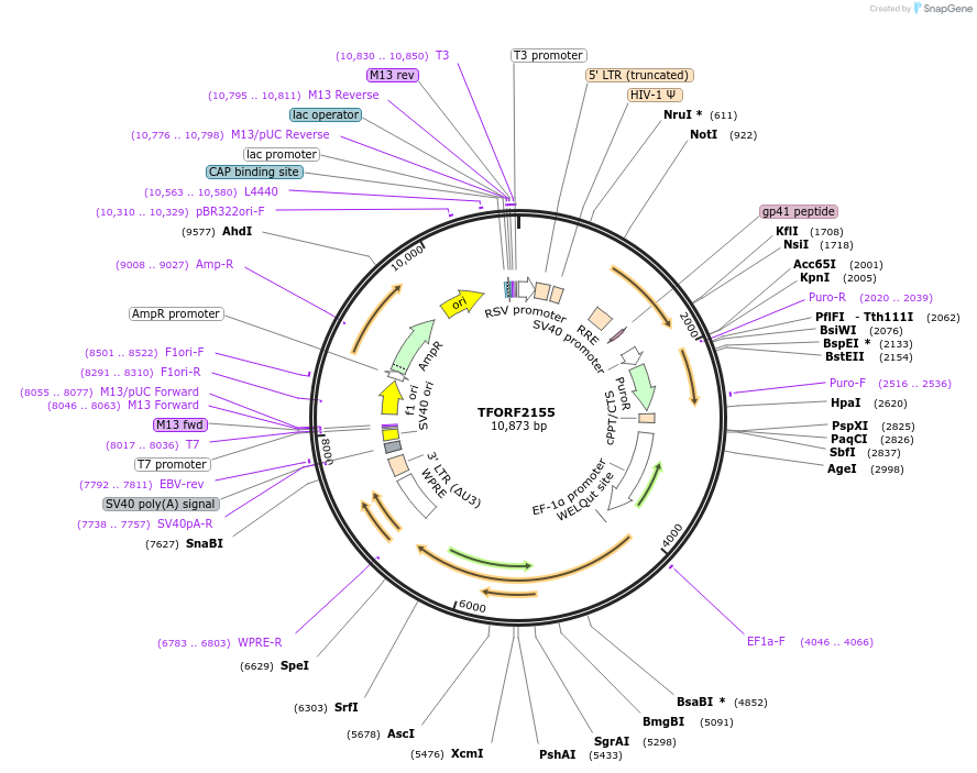 141948-plasmid-map-sequence-id-388578