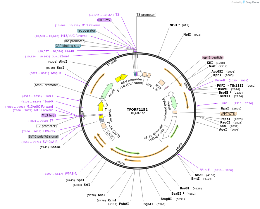 141945-plasmid-map-sequence-id-388580