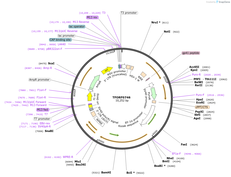 141681-plasmid-map-sequence-id-388587