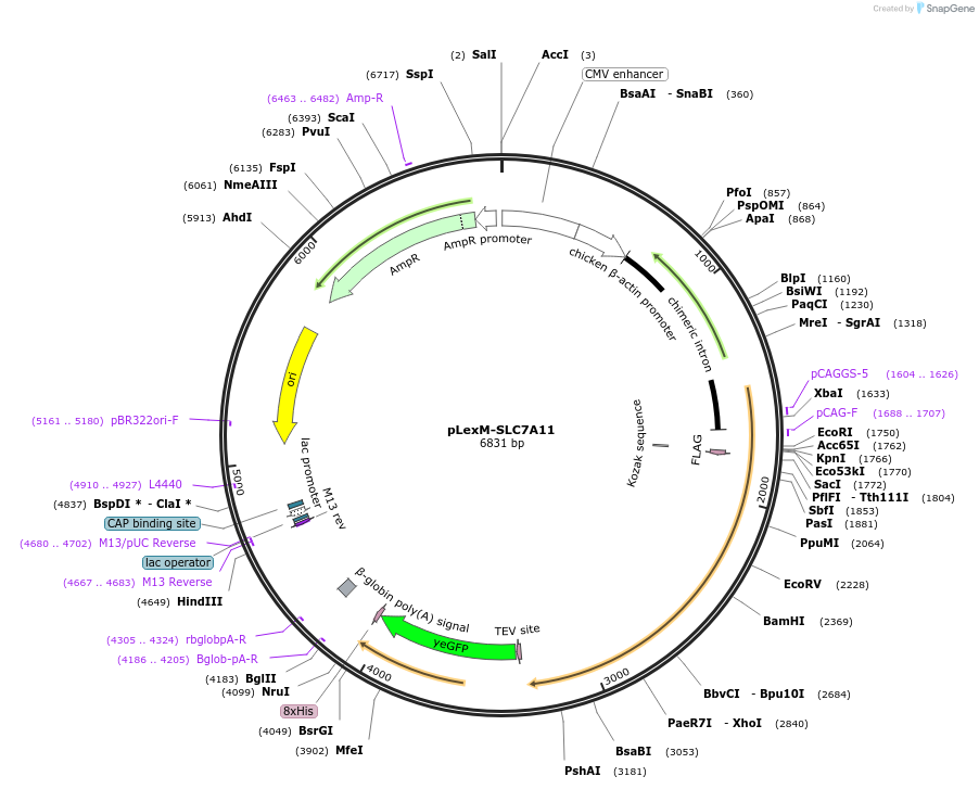 197993-plasmid-map-sequence-id-388597
