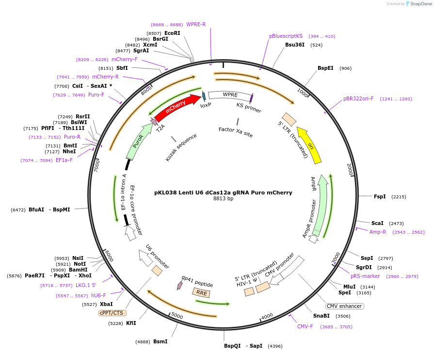 195546-plasmid-map-sequence-id-388605