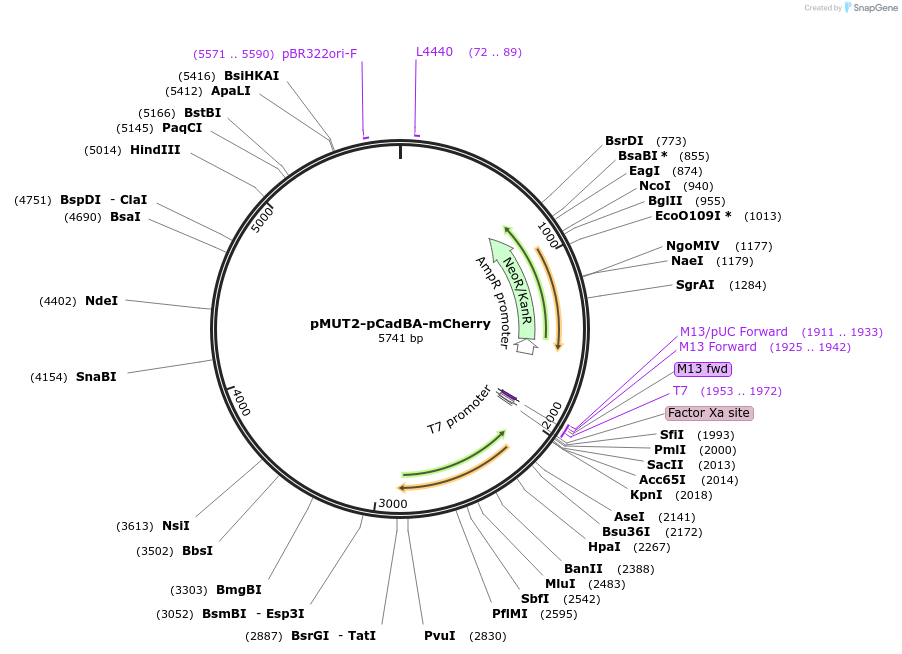 192865-plasmid-map-sequence-id-388622