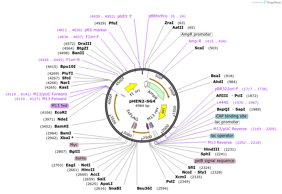 196071-plasmid-map-sequence-id-388669