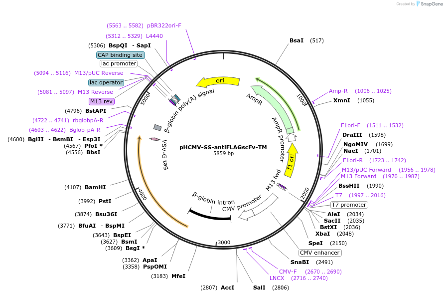 198303-plasmid-map-sequence-id-388672