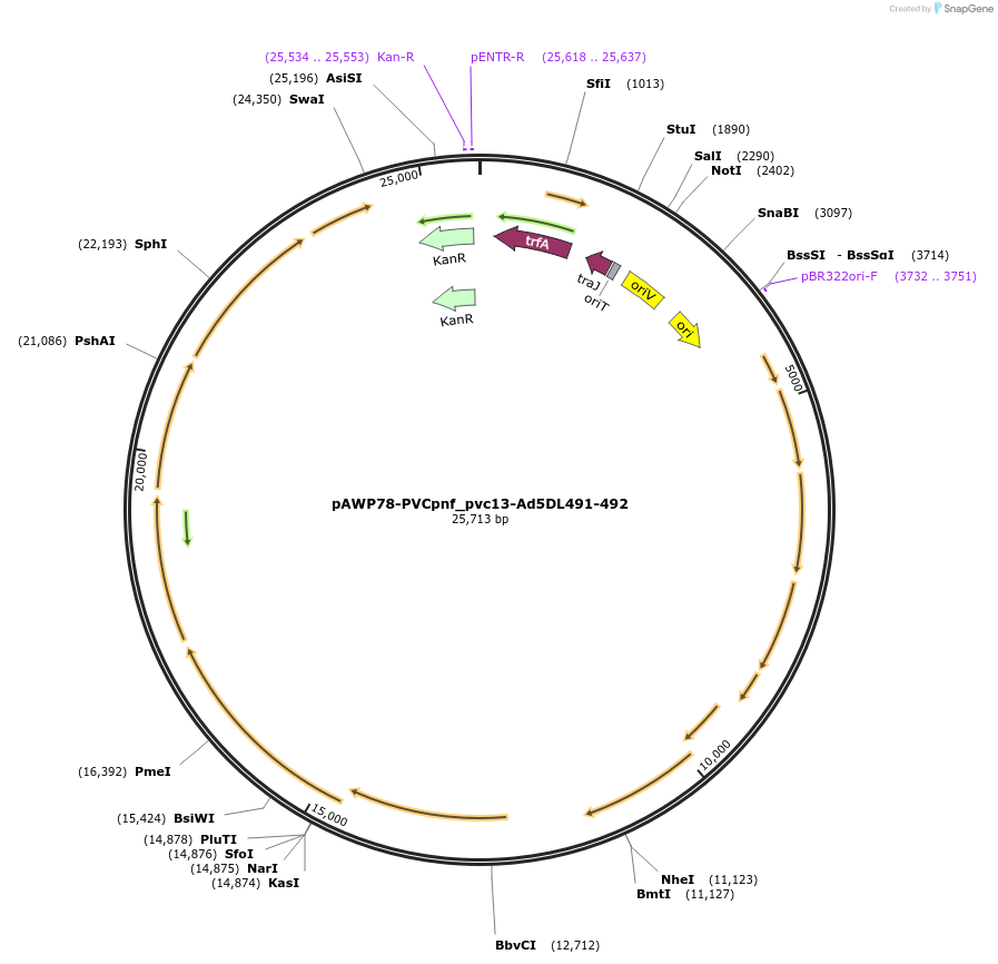 198290-plasmid-map-sequence-id-388674