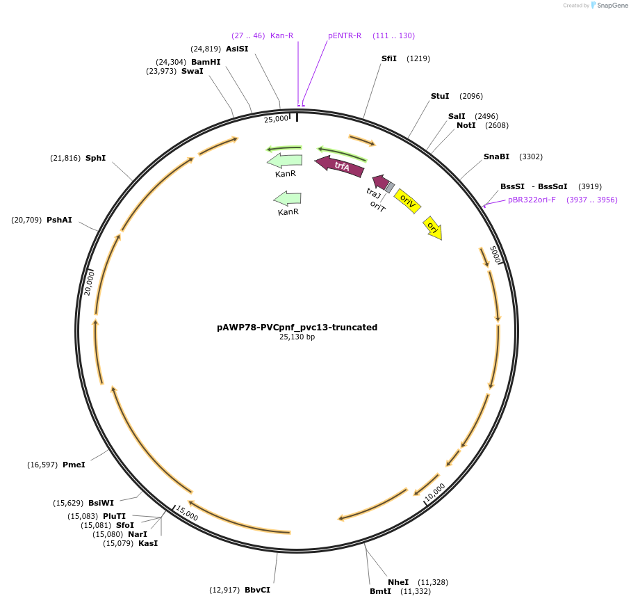 198286-plasmid-map-sequence-id-388676