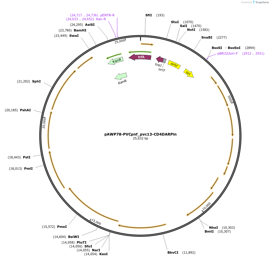 198294-plasmid-map-sequence-id-388678