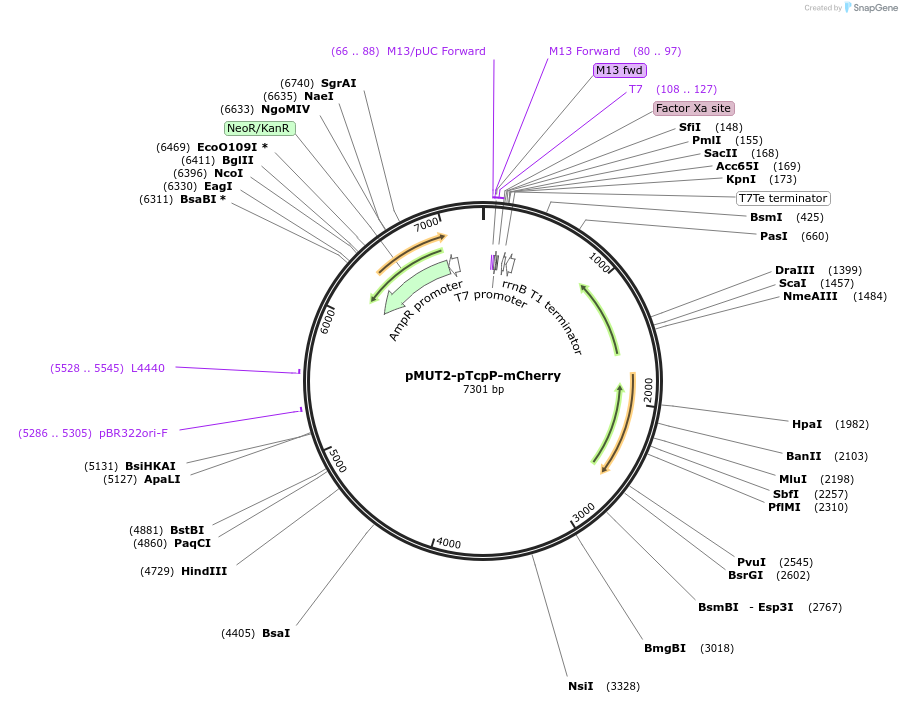 192861-plasmid-map-sequence-id-388680