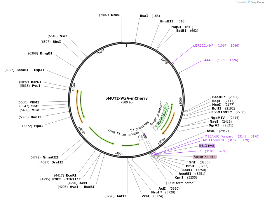 192862-plasmid-map-sequence-id-388683